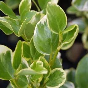 Variegated New Zealand Privet Hedge Plants (Griselinia littoralis variegata)